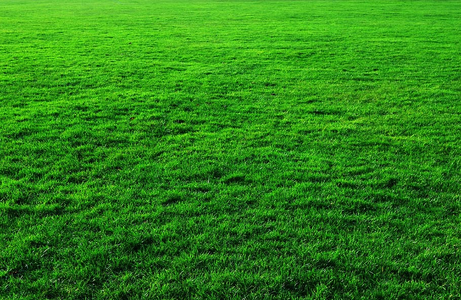 Grass lawn 1080P, 2K, 4K, 5K HD wallpapers free download | Wallpaper Flare