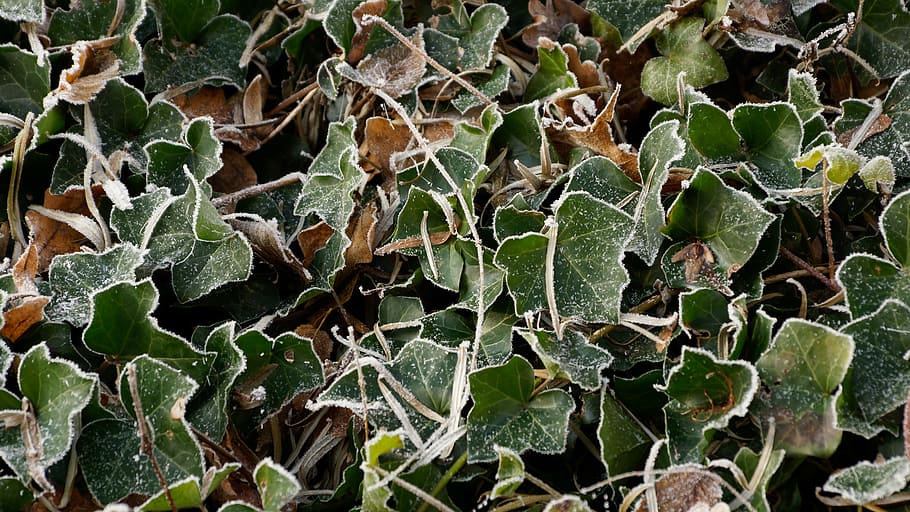 icicle, ivy, white, winter, ice, snow, crystal, frost, cold HD wallpaper