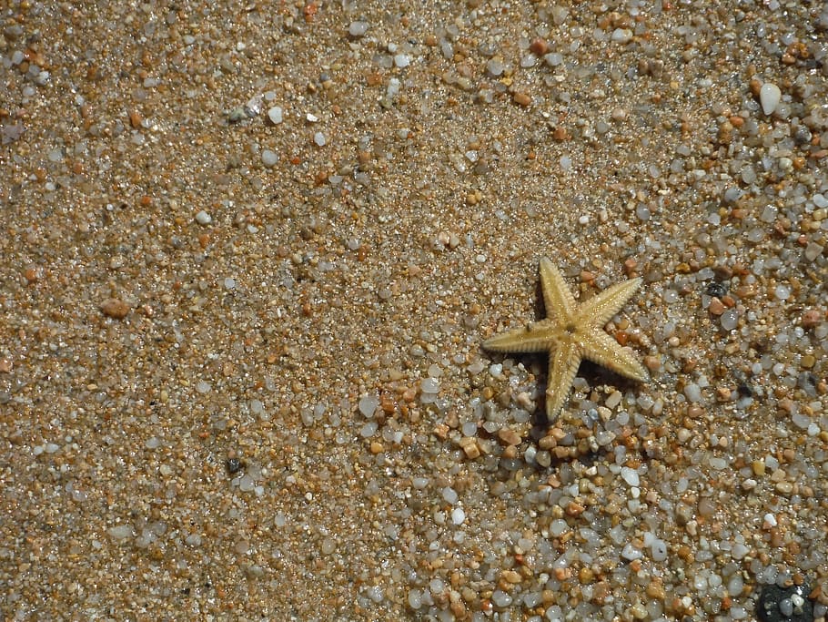 Sea, Sand, Beach, Sardinia, summer, holidays, starfish, star shape HD wallpaper