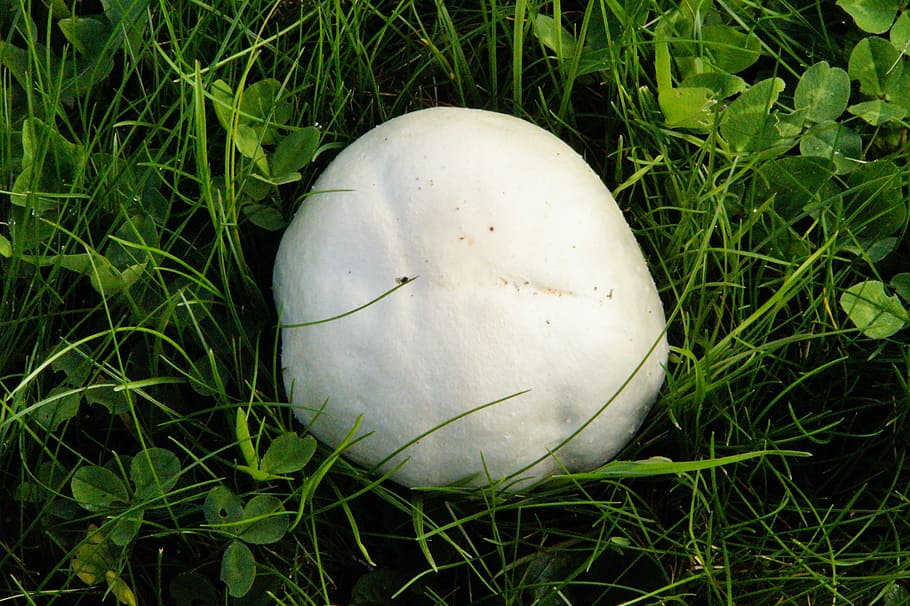 mushroom, meadow, thick, autumn, mushroom time, october, bovist, HD wallpaper