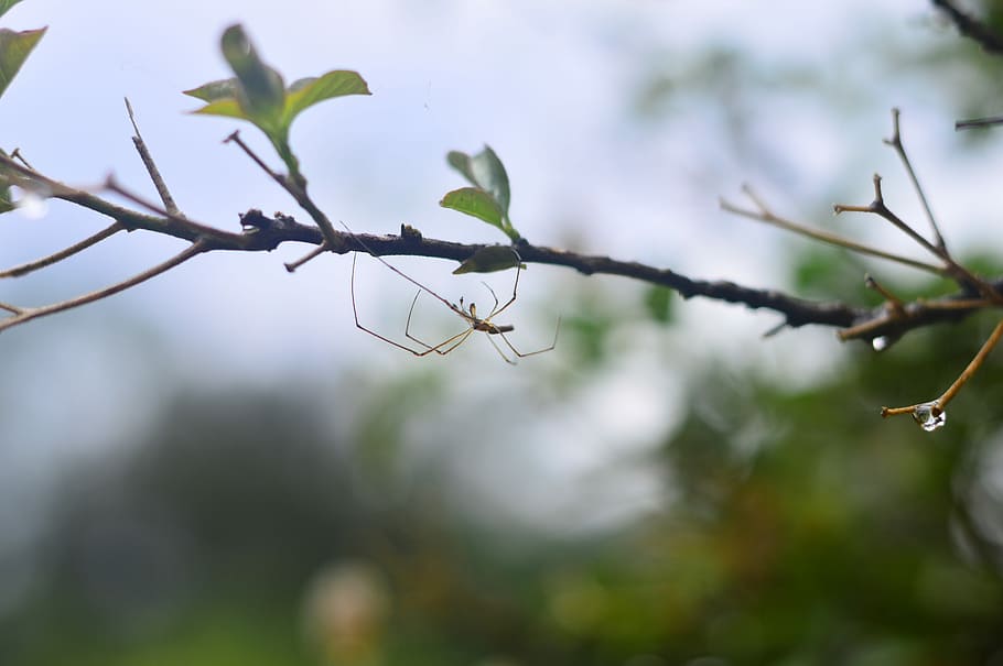 Xin, Ya, Shu, nature, outdoors, focus on foreground, no people HD wallpaper