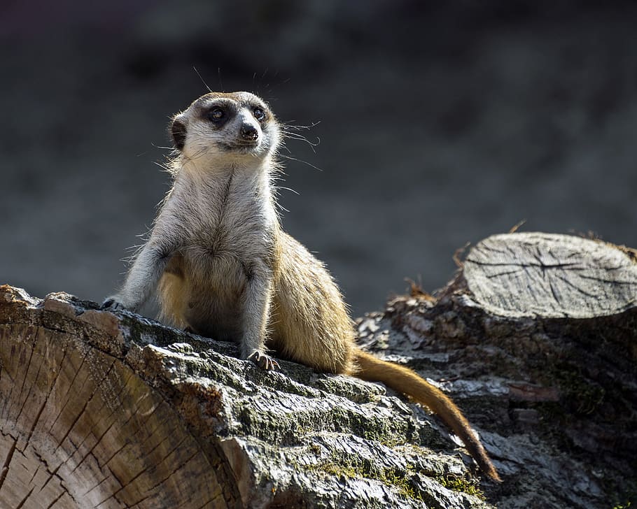 suricate, tree trunk, sentinel, animal, animal wildlife, animals in the wild HD wallpaper