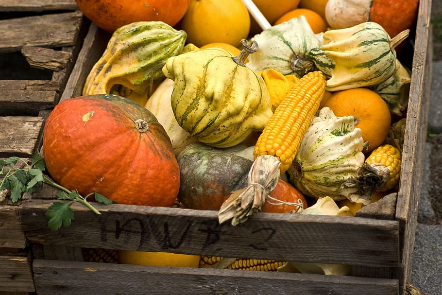pumpkins, corn, decoration, harvest, autumn, fall, october HD wallpaper