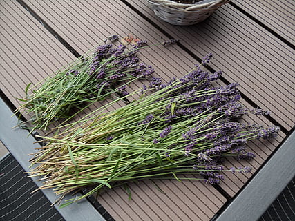 lavender, sun, sumer, plant, flower, flowering plant, purple HD wallpaper