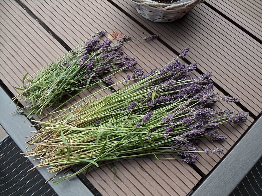 lavender, sun, sumer, plant, flower, flowering plant, purple HD wallpaper
