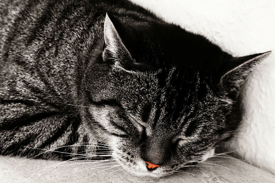 sleeping silver tabby cat, british shorthair cat, nose, red, grey