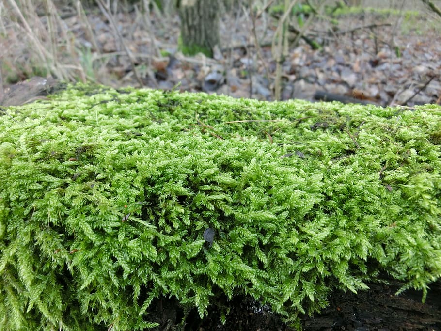 nature, forest, moss, much, beautiful, public record, green color HD wallpaper