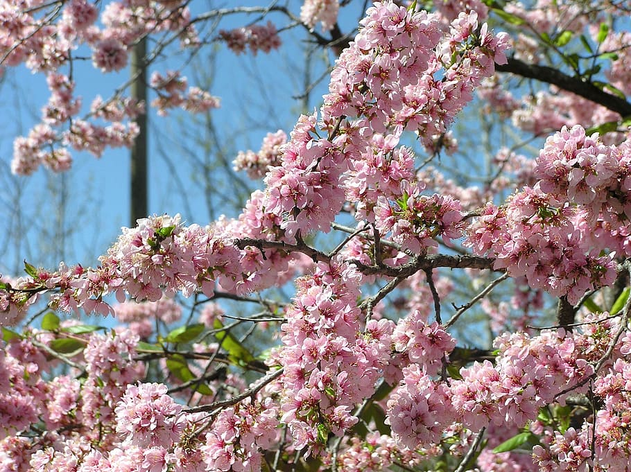 pink, blossom, tree, pink color, plant, fragility, growth, flowering plant HD wallpaper
