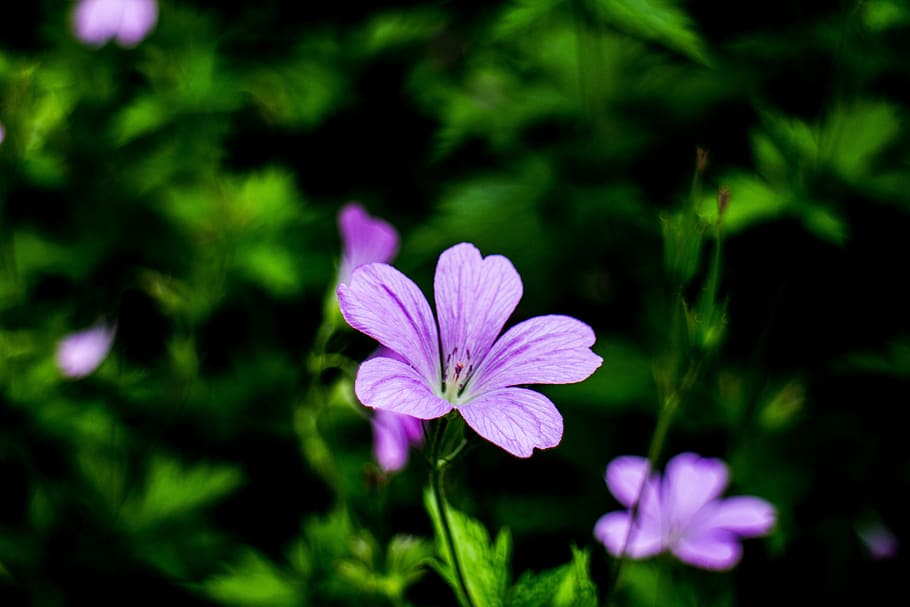 flower, nature, pink, spring, floral, garden, blooming, flowering plant HD wallpaper