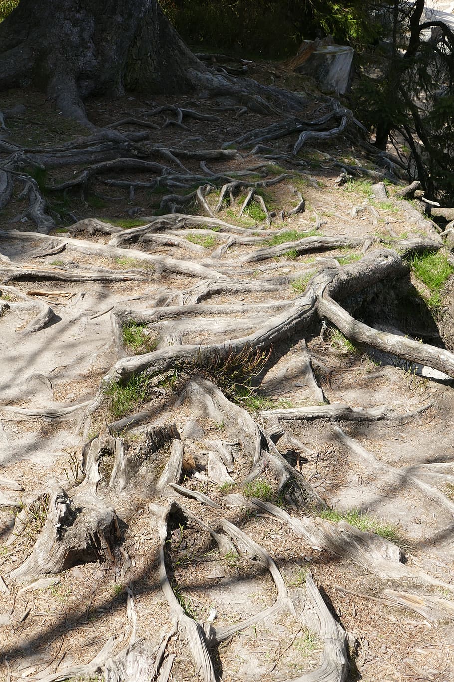 Tree Root, Nature, Wood, Earth, Ground, fairytale, forest, outdoors HD wallpaper