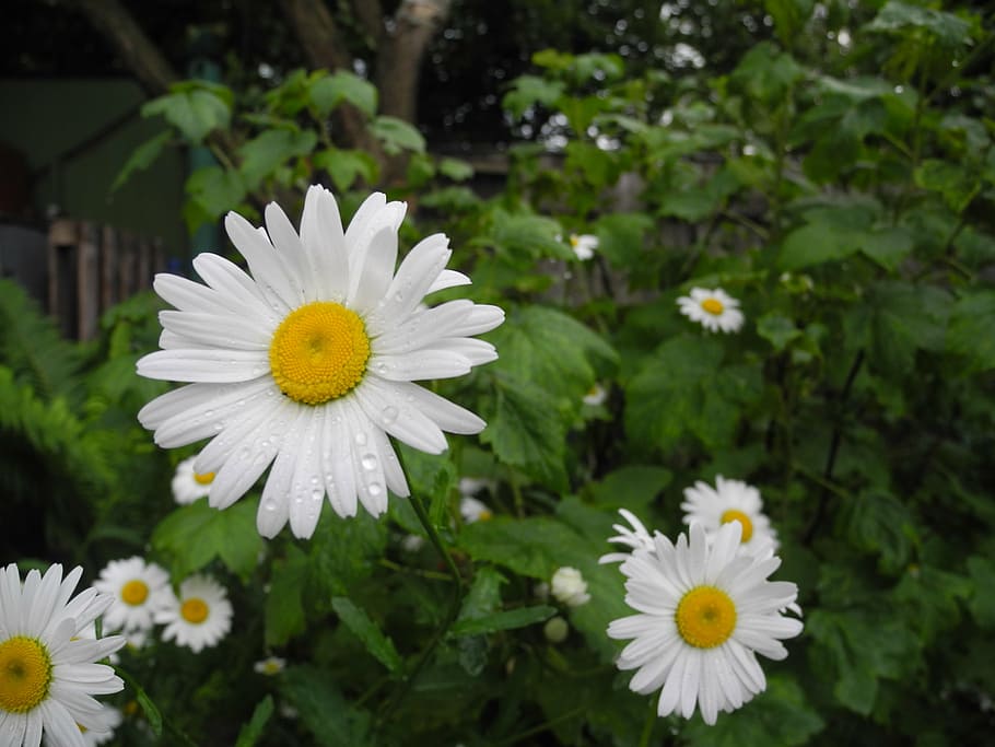 daisy, flowers, summer, macro, nature, plant, outdoors, flowering plant HD wallpaper
