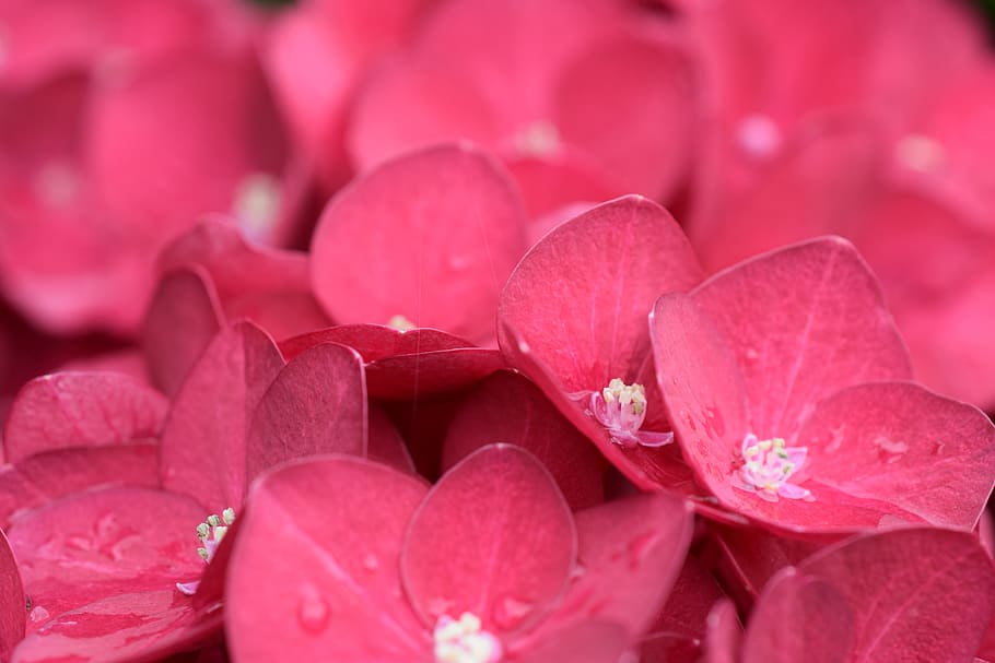 shallow focus photo of red flowers, nature, bright, background HD wallpaper