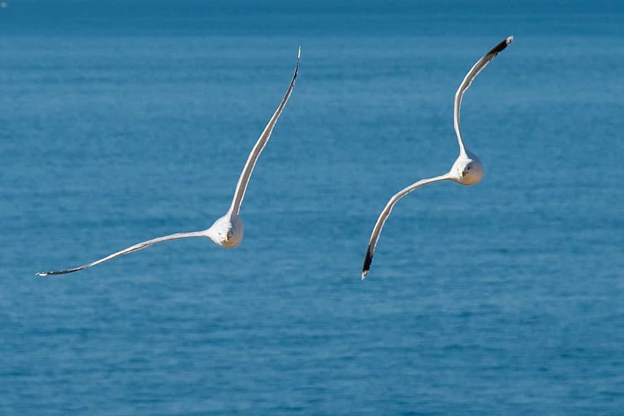 animals, bird, seagull, water, animal themes, no people, nature HD wallpaper