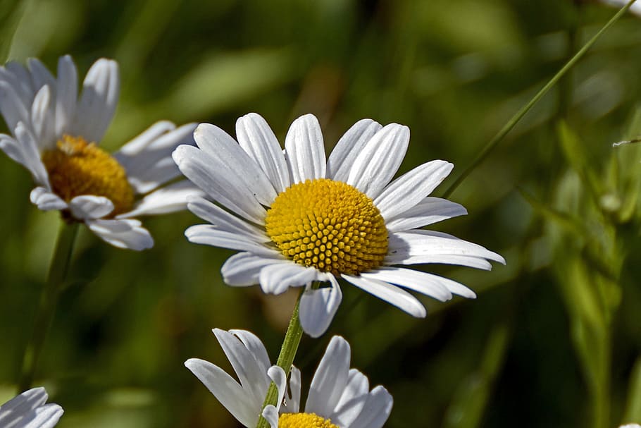 person showing white daisies, marguerite, flower, blossom, bloom, HD wallpaper