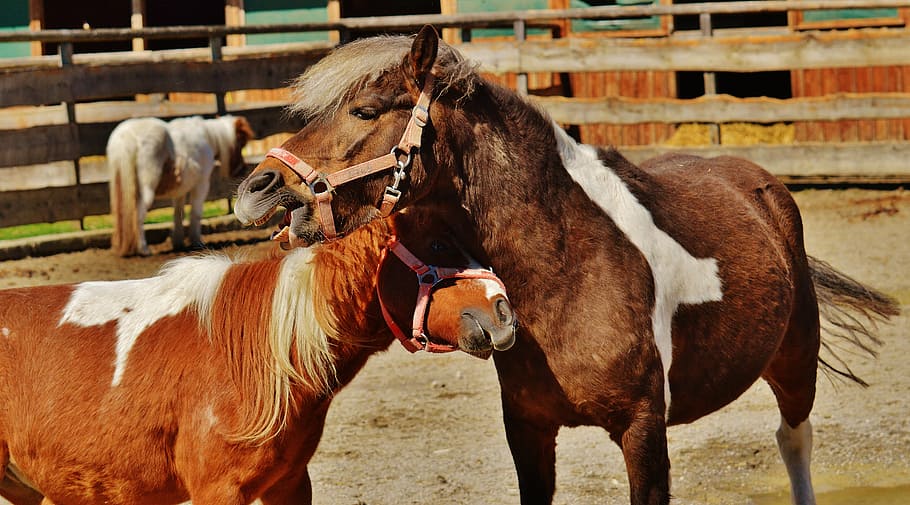 horses, pair, smooch, play, funny, animal, seahorses, nature HD wallpaper