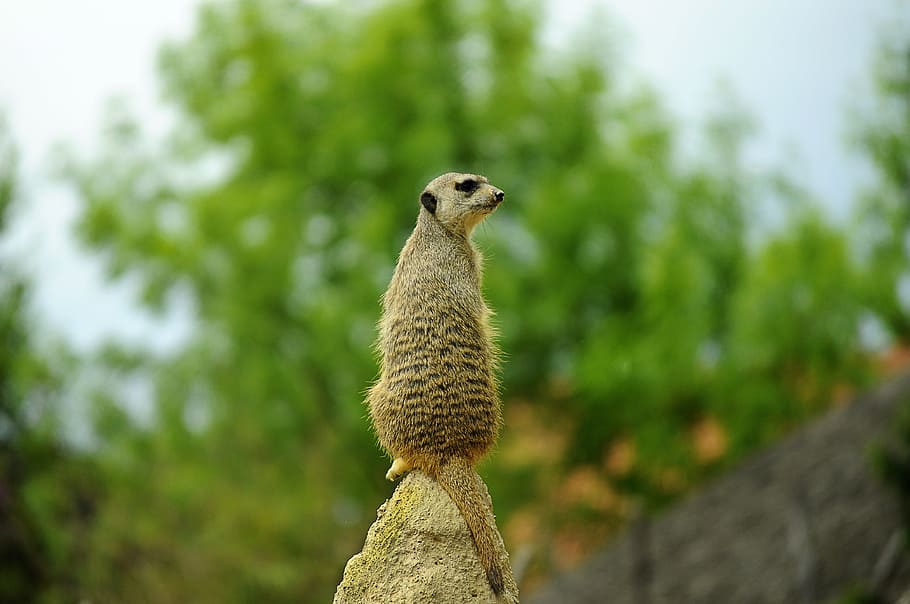 meerkat, view, observer, nature, cute, mammal, animal, watchman HD wallpaper
