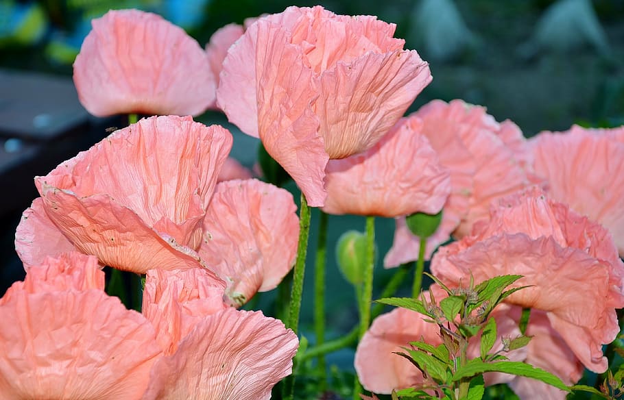 pink, wallmo, light pink, nature, summer, flowers, summer flowers HD wallpaper