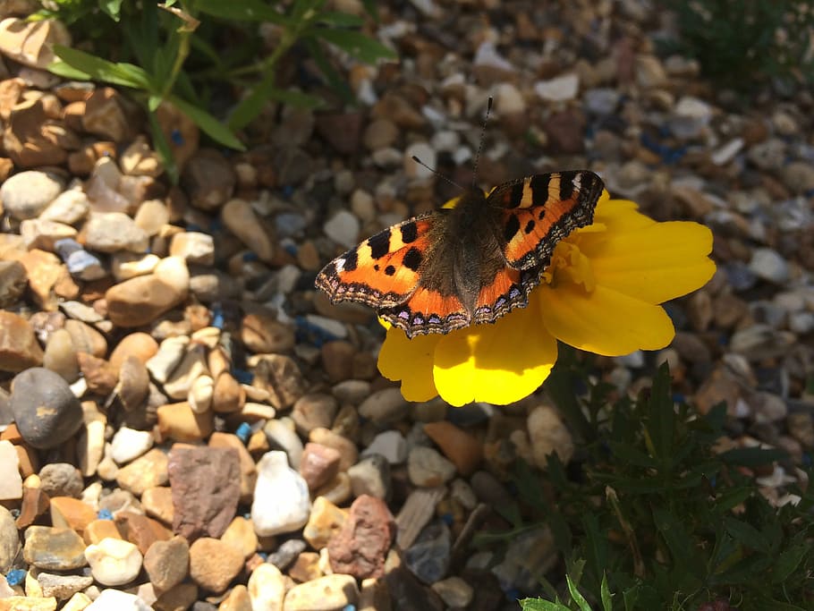 beautiful, butterfly, garden, insect, butterfly - Insect, nature HD wallpaper