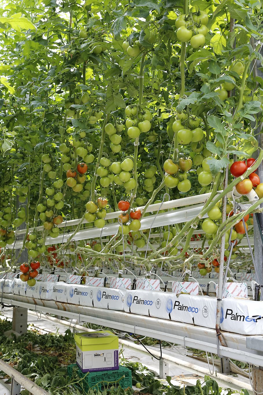 tomatoes, cherry tomatoes, greenhouse, hors-sol, agriculture, HD wallpaper