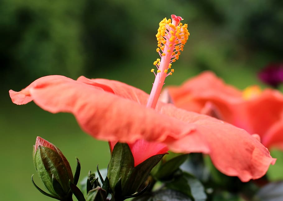 flower, blossom, bloom, pistil, hibiscus, bud, flowering plant HD wallpaper