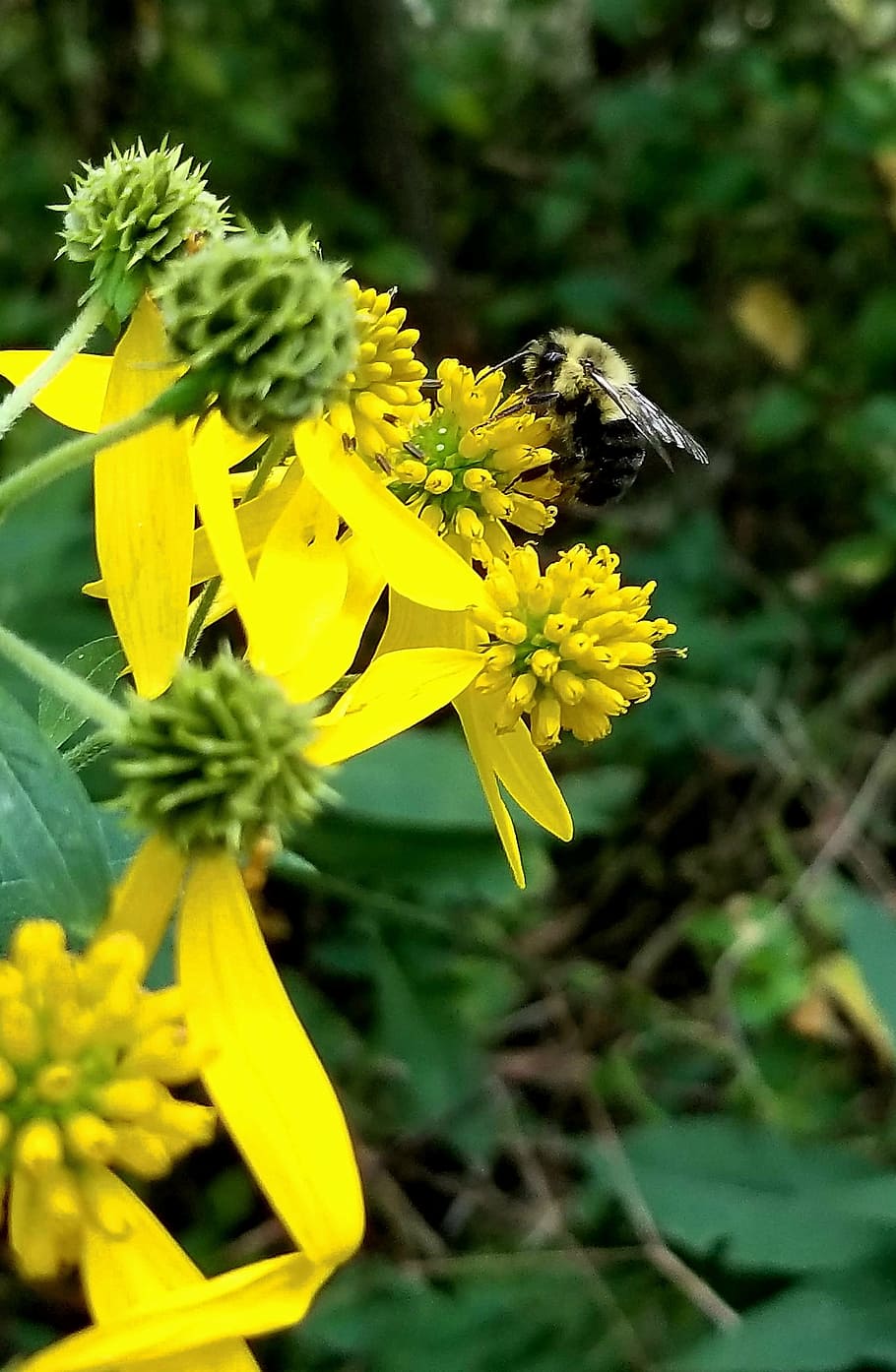 bumblebee, yellow, flower, flowering plant, fragility, vulnerability HD wallpaper