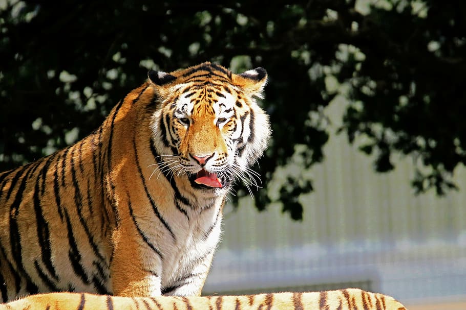 tiger, big cat, animal, wildlife, mammal, carnivore, danger HD wallpaper