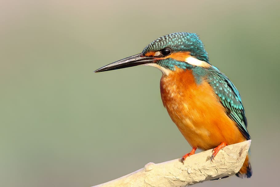 closeup photo of teal and orange bird, blue and orange king fisher perched on branch, HD wallpaper