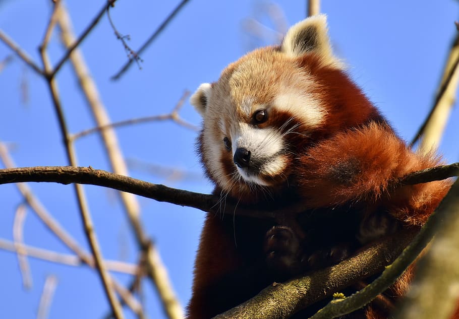 red panda on tree during daytime close-up photo, bear cat, fire fox, HD wallpaper