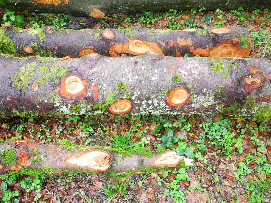 nature, log, moss, weave, wood, moist, nature recording, land HD wallpaper