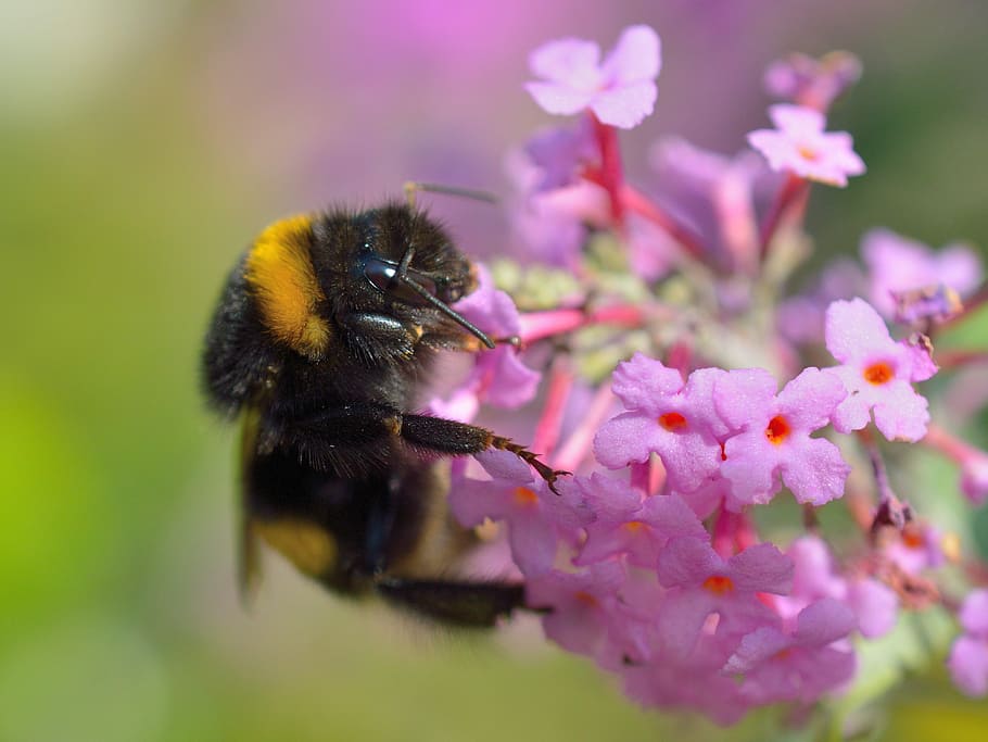Insect, Hummel, Flowers, one animal, nature, animal themes HD wallpaper