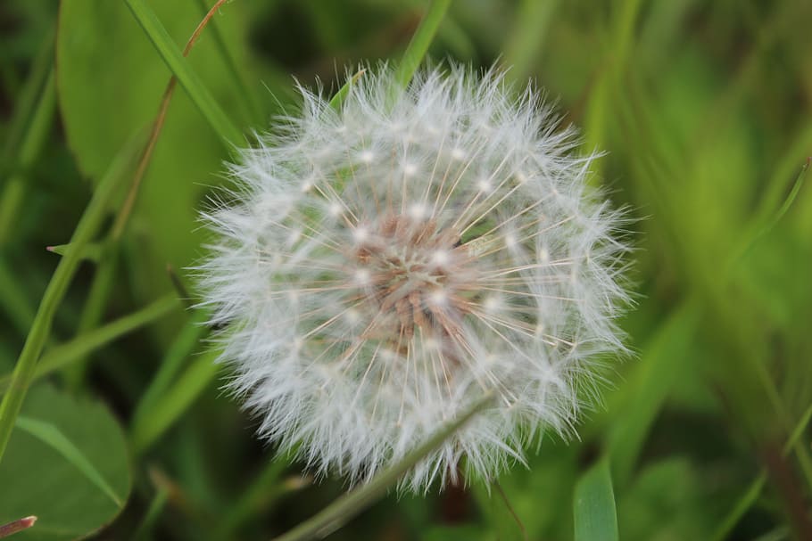 dandelion, white, garden, spring, summer, nature, flower, plant HD wallpaper