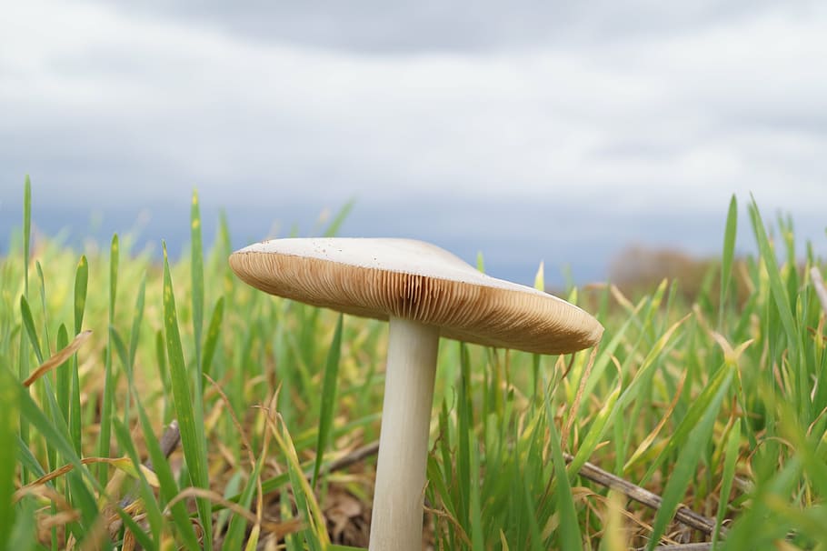 mushroom, lamellar, grass, sky, nature, bottom, close, forest plant, HD wallpaper