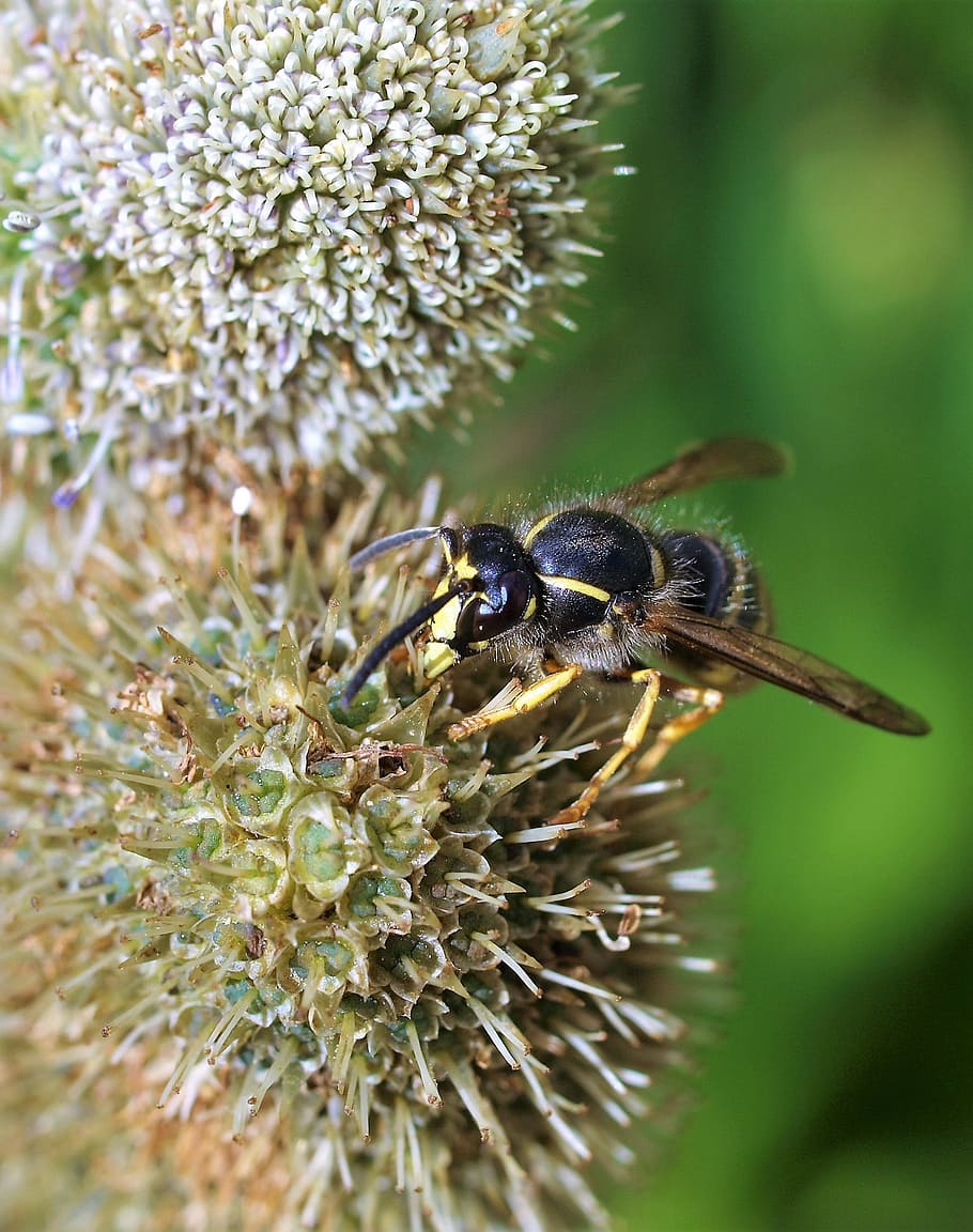 flower, bee, insect, wasp, animal themes, animals in the wild HD wallpaper