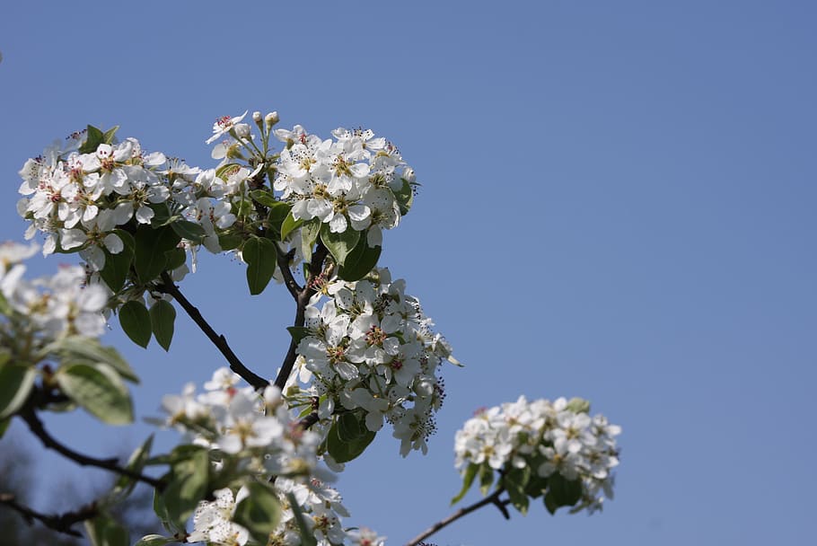 flowers, sky, sky blue, spring, flowering plant, fragility HD wallpaper
