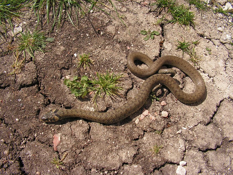 snake, natrix, reptile, animal themes, no people, plant, nature HD wallpaper