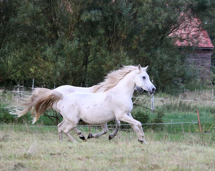 photograph of two running white horses on field, gallop, mold