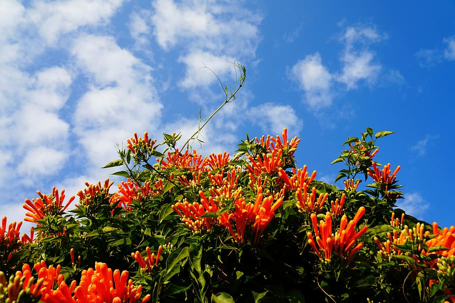 nature, tree, leaf, plant, sky, beauty in nature, growth, orange color HD wallpaper