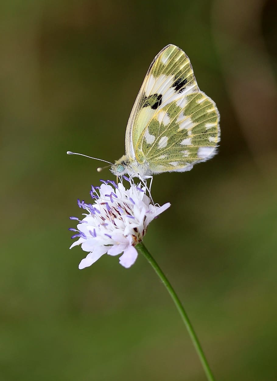 butterfly, yellow, flower, wings, coloring, nature, flowering plant HD wallpaper