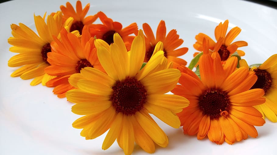 marigolds, flowers, spring nature, plant, calendula, garden HD wallpaper