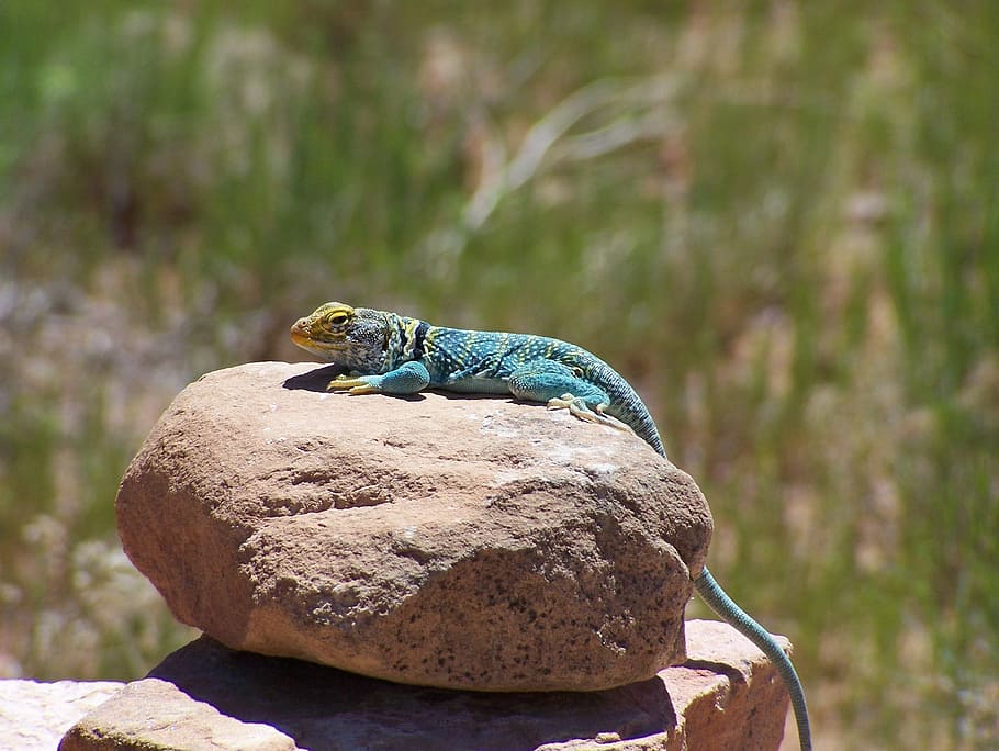 Lizard, Chameleon, Blue, Rock, desert lizard, reptile, wild HD wallpaper