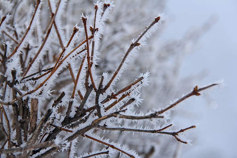 Tree, Branch, White, Cover, Snow, all white, winter, cold, beautiful HD wallpaper