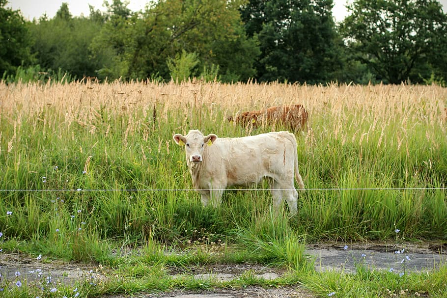cow, brown, milk, beef, cows, milk cow, graze, meadow, calf HD wallpaper