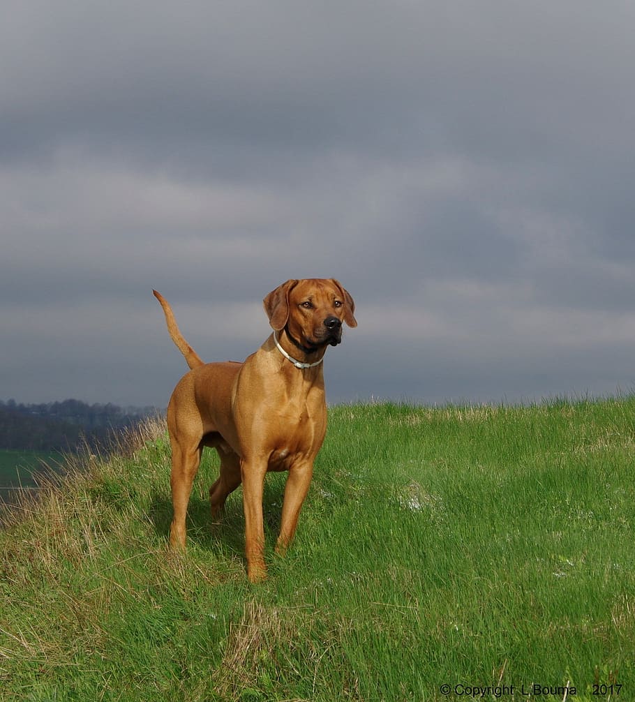 Dog, Ridgeback, Rhodesian, pets, one animal, grass, domestic animals HD wallpaper