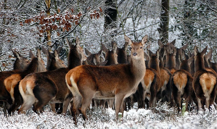 herd of deer near trees during daytime, animals, nature, wild HD wallpaper