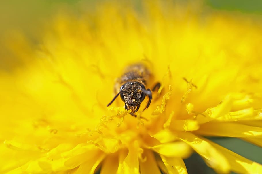 Insect, Plant, Nature, bee, macro, pollen, close-up, pollination HD wallpaper