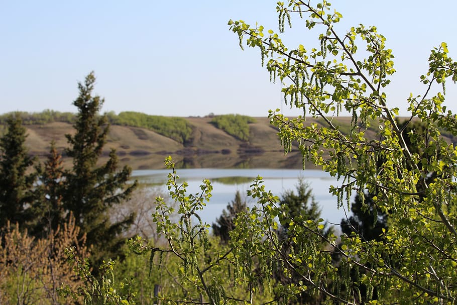 landscape, lake, nature, tree, daytime, scenery, little manitou lake HD wallpaper