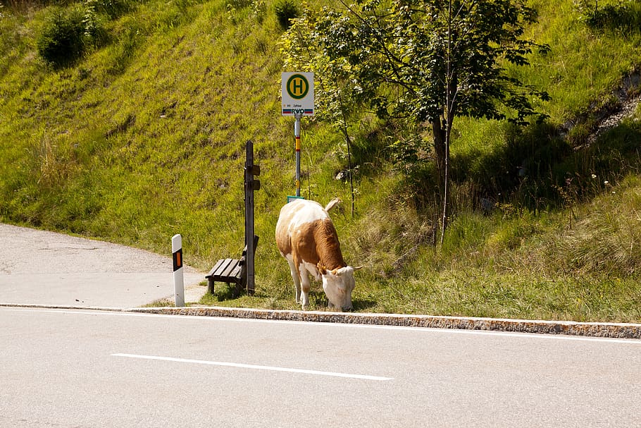 nature, road, landscape, grass, mammal, animal themes, sign HD wallpaper