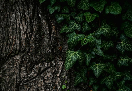 green leaf tree, top, view, leaved, plants, leaves, nature HD wallpaper