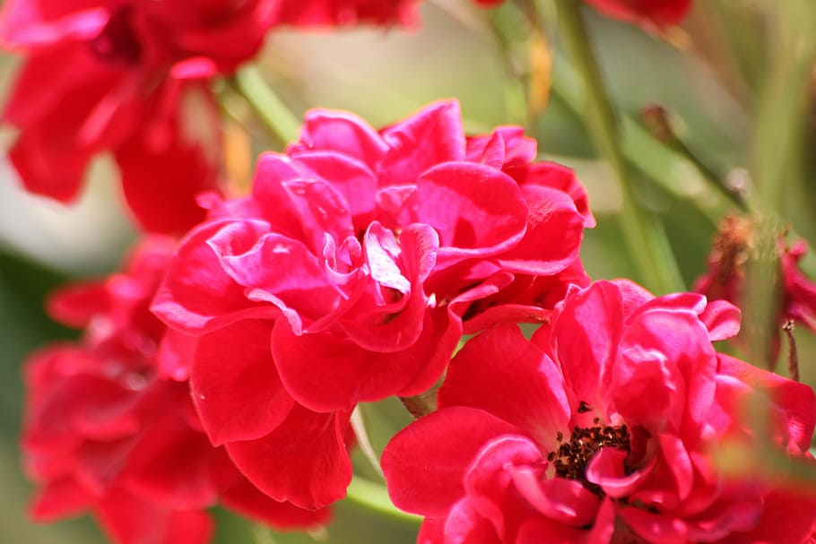 flower, pink, macro, flowering plant, beauty in nature, freshness HD wallpaper