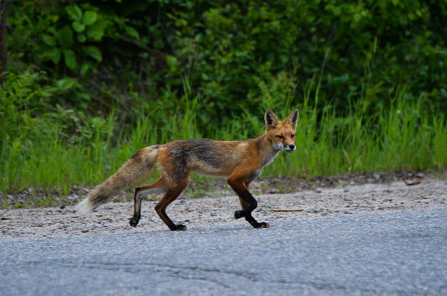 fox walking near the grass, red fox, wild, nature, animal, wildlife HD wallpaper